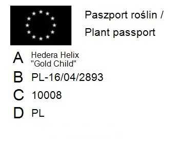 Bluszcz Pospolity 'Gold Child' - Hedera Helix 08