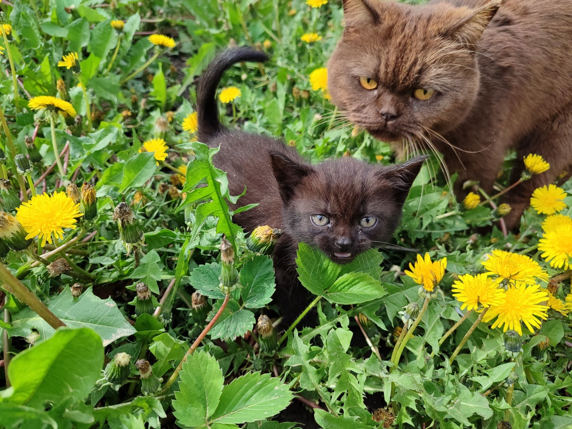 Кошенята від Шотландської кицьки