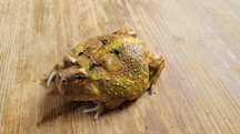 Żaba rogata Packman - Ceratophrys cranwelli polskie podrośnięte