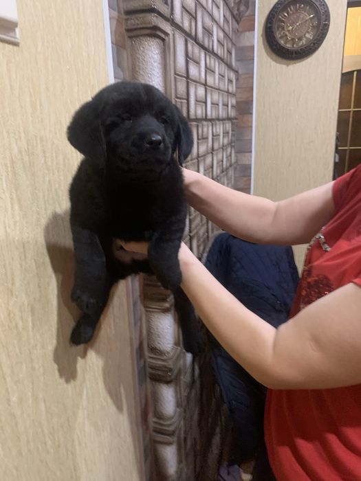 Продам цуценят Лабрадорів