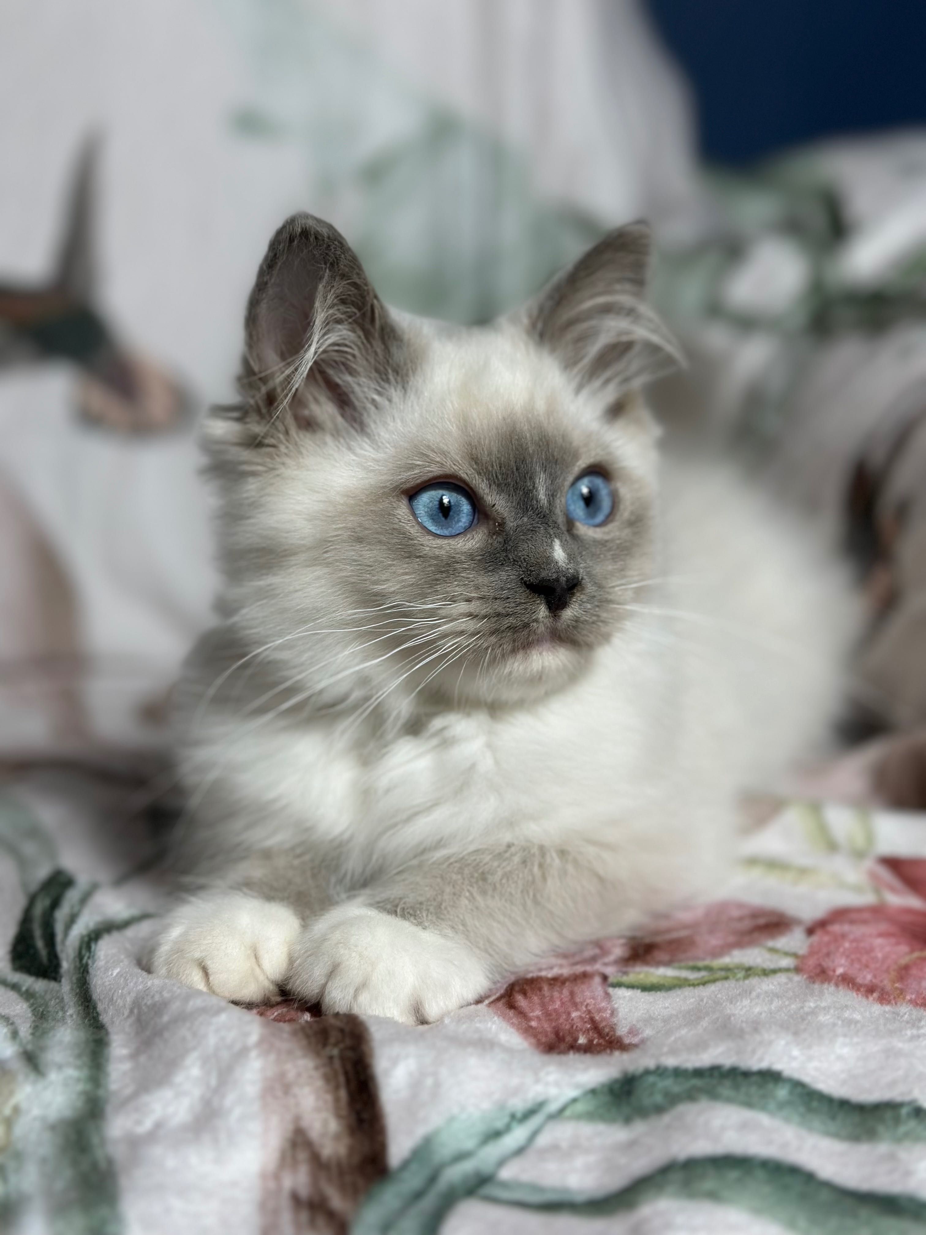 Bardzo towarzyski kocurek Ragdoll