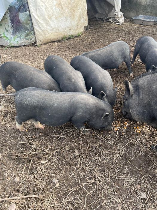 Porcos vietnamitas 2 meses