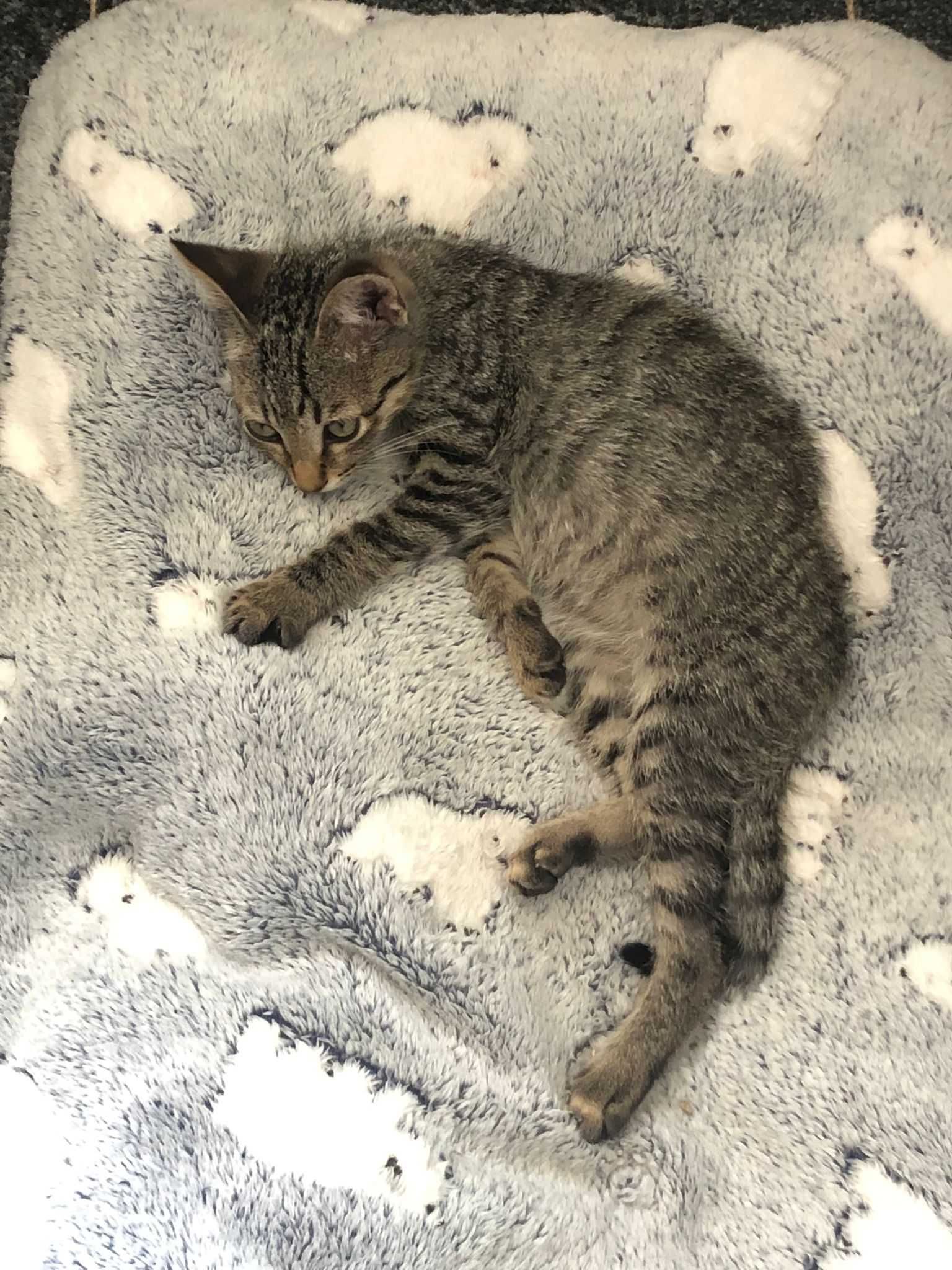 Dá-se gatinho bebé