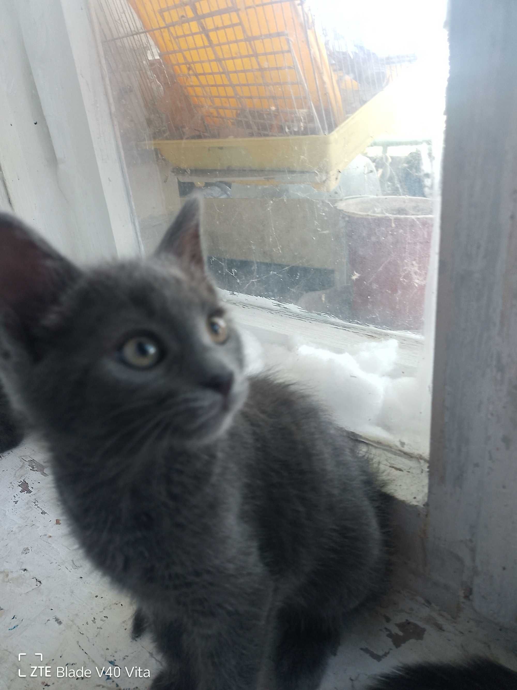 Кошенята шукають родину, діткам 2 місяці.