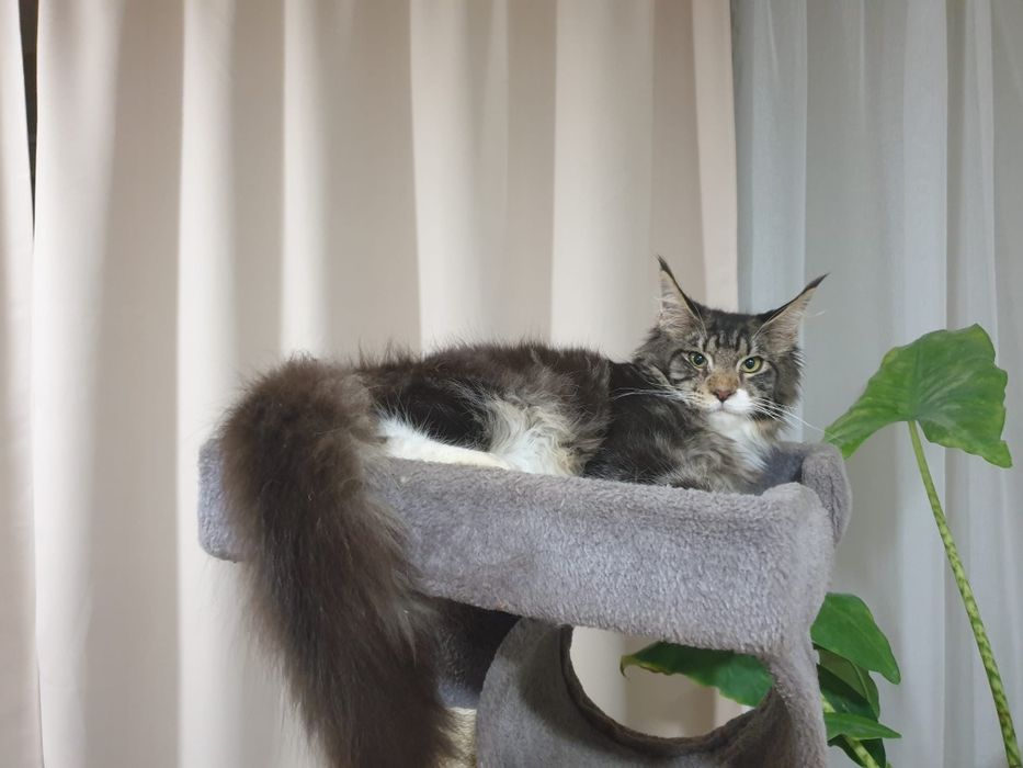 Fêmea  Maine Coon com Lop