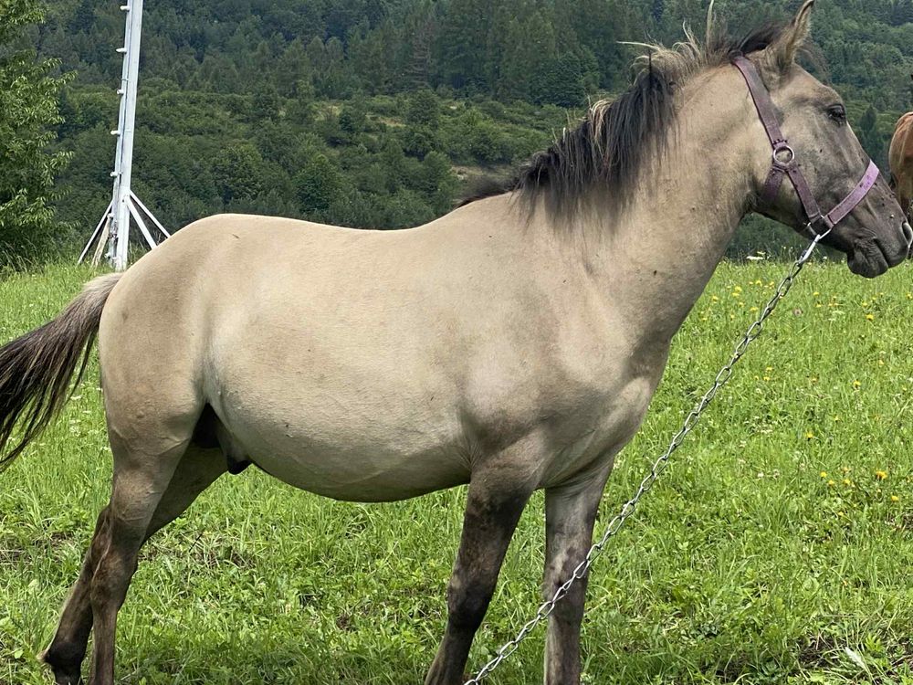 Ogierek zaprzegany konik polski