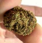 50 Gram Suszu White Widow CBD Jakość Premium