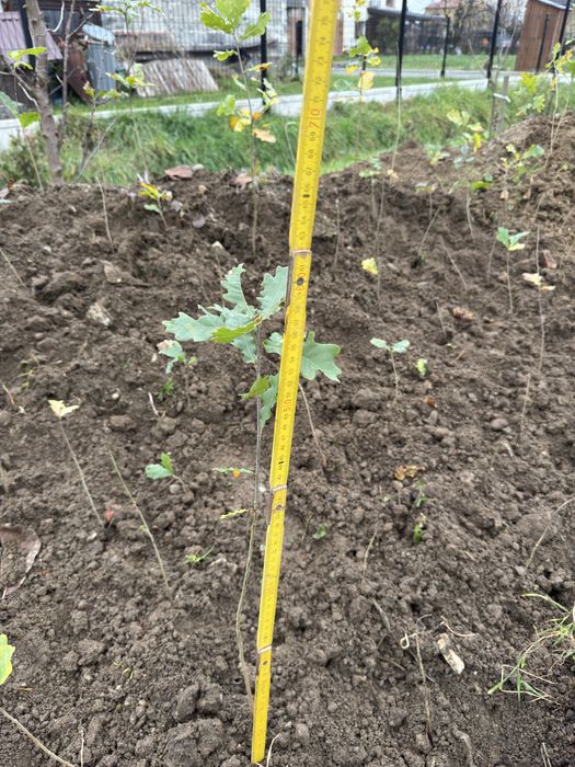 Sadzonki, rossada dębu