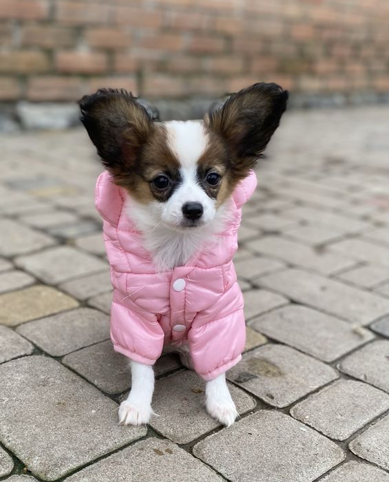 Дівчинка папійоночка