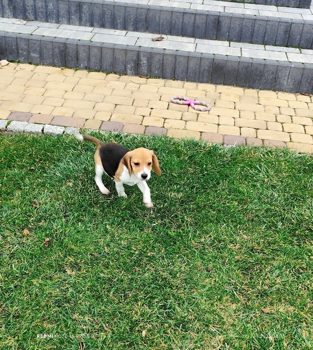 Suczka Beagle gotowa do odbioru metryka czip wyprawka 3 szczepienia
