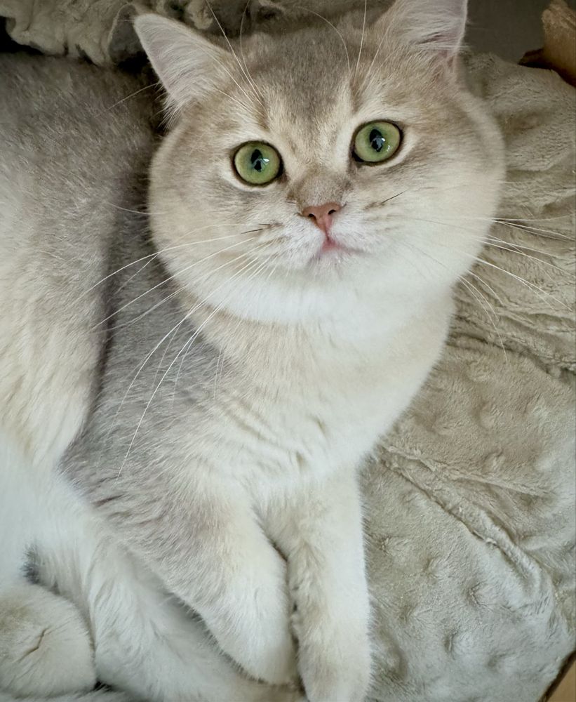 Золота шиншила британська! Котик!