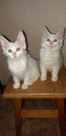 Котенок белый , котята, котики 3 мес.