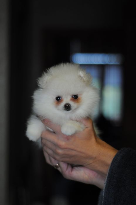 Белоснежная, плюшевая мини девочка