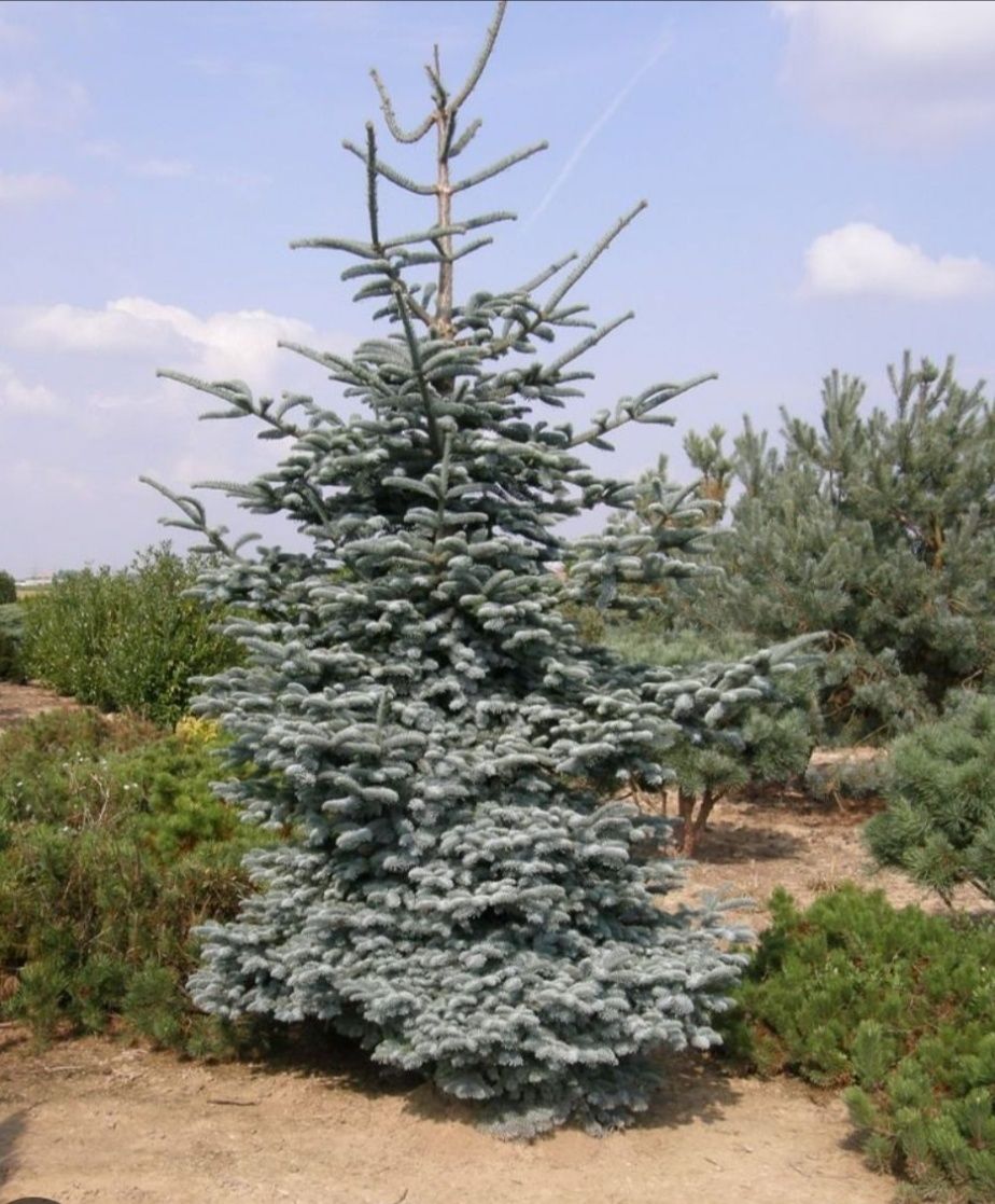 Jodła szlachetna abies nobilis