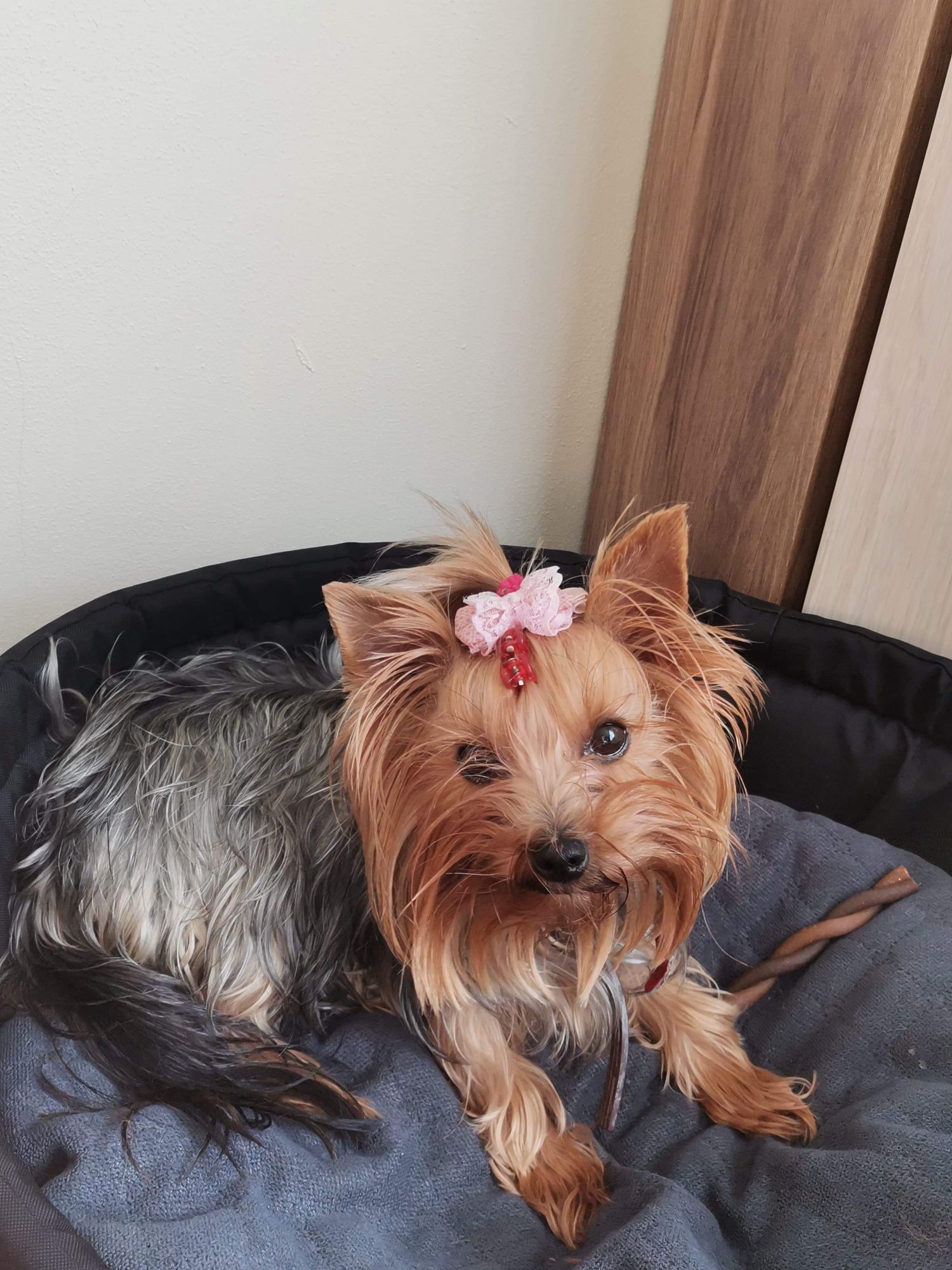 Yorkshire terrier laleczka chip rodowód paszport wyprawka
