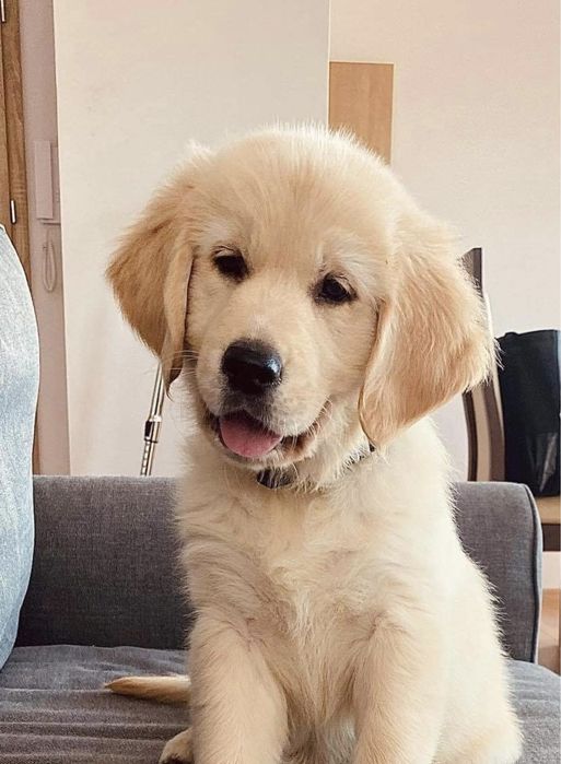 Szczenię Golden Retriever