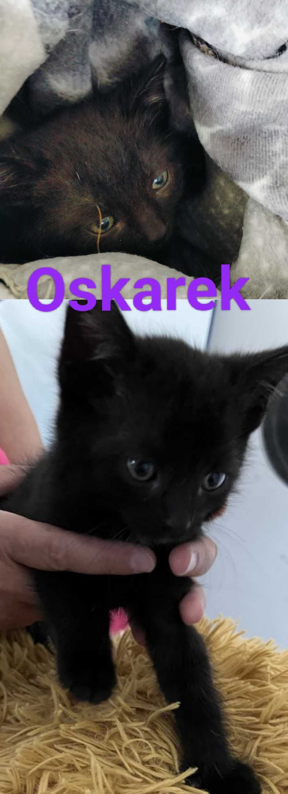 Cudowne Kociaki do adopcji