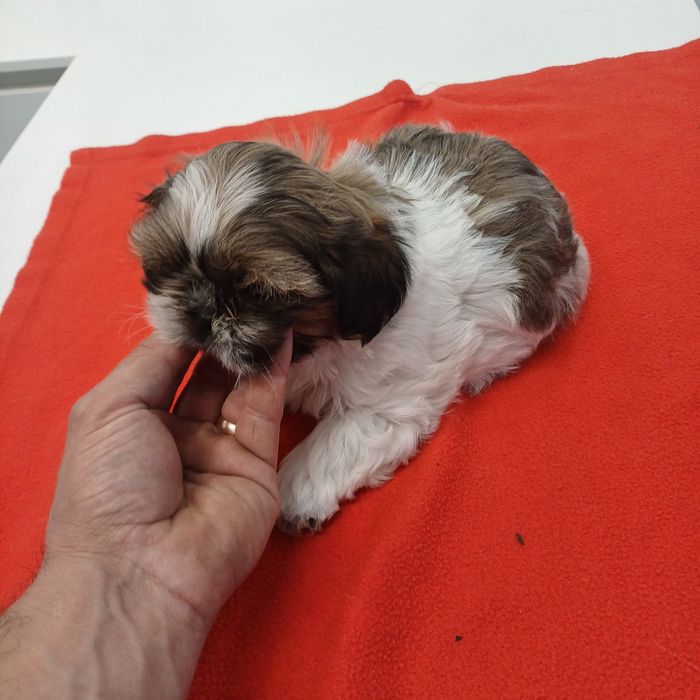 Shih Tzu tricolor