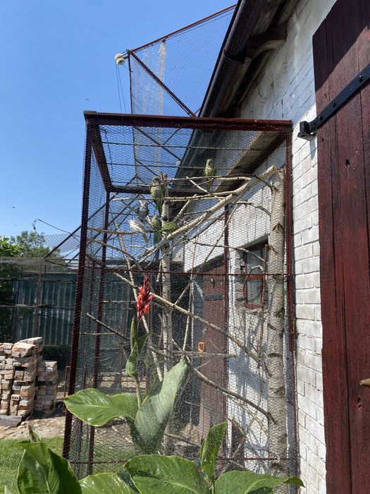 papugi papugi papuga faliste