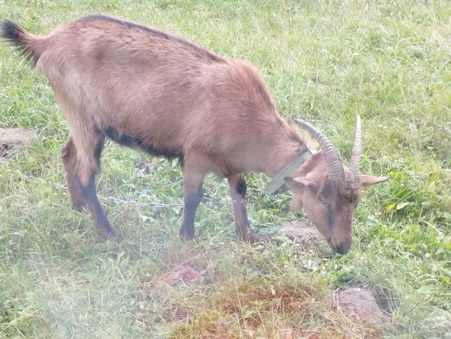 Продам молоденьку козу