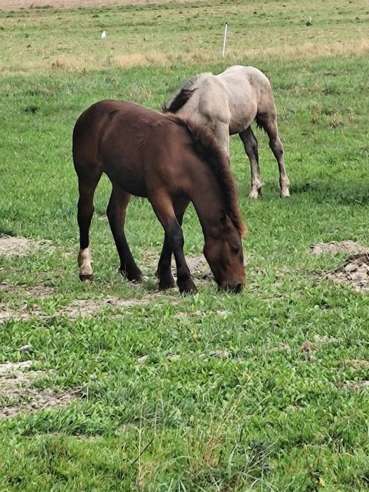 Sprzedam źrebòwke i ogierka