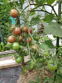Sadzonki pomidora Black Cherry