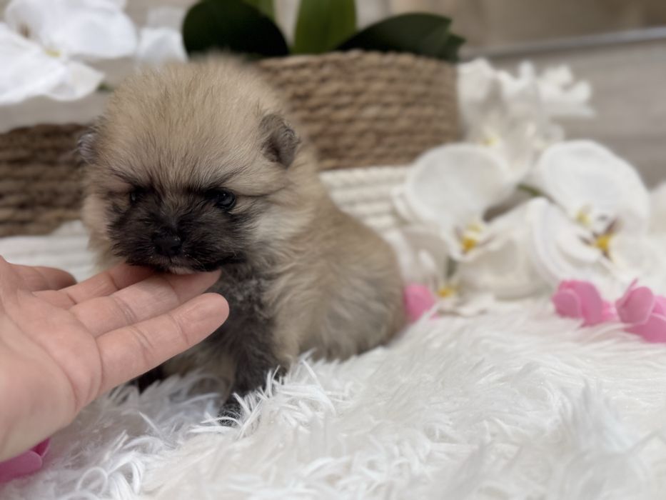 Szpic miniaturowy pomeranian, suczka, orange sable.