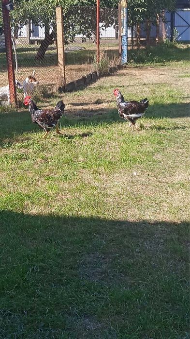 Продаю півнів лівенської-ситцевої породи 2022 року