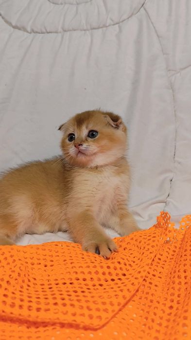 Вислоухие прямоухие котята шотландская золотая шиншилла мальчикдевочка