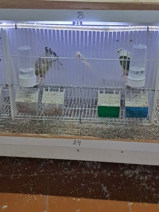 Canários timbrado espanhol