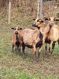 Kameruńskie owce matki