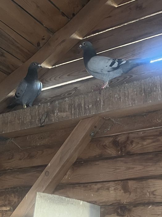 Golebie pocztowe oddam …….