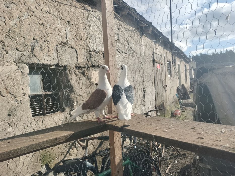 Sprzedam gołębie ozdobne