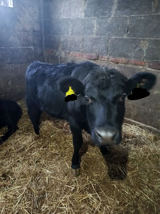 Sprzedam jałówkę mięsna