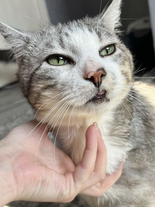 Мармуровий котик шукає родину