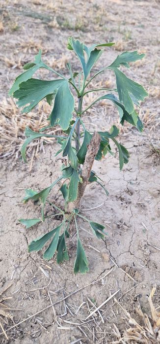 Дерево, саджанець гінкго білоба