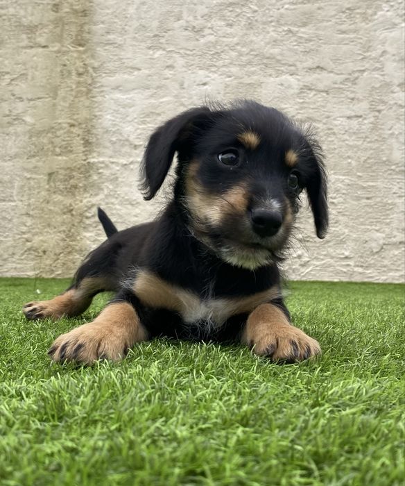 Cachorrinho para adoção gratuita