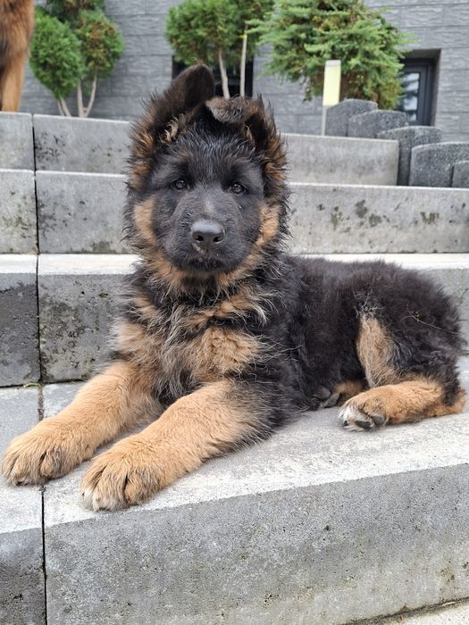 Owczarek Niemiecki Długowłosy Fci ,piesek