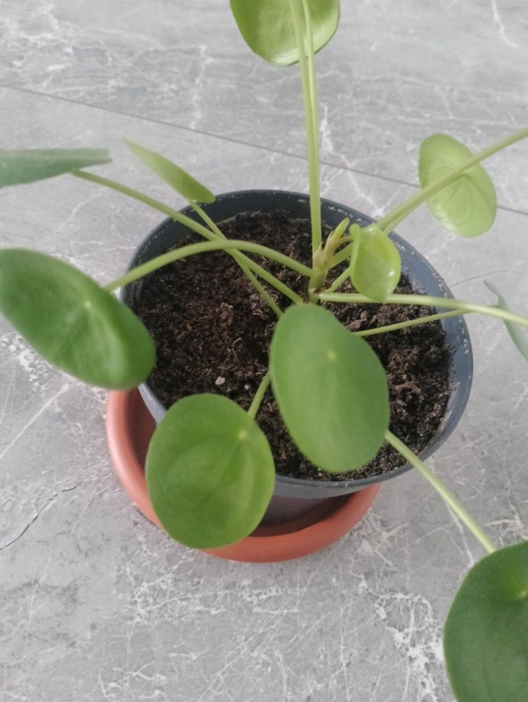 Roślina doniczkowa Pilea