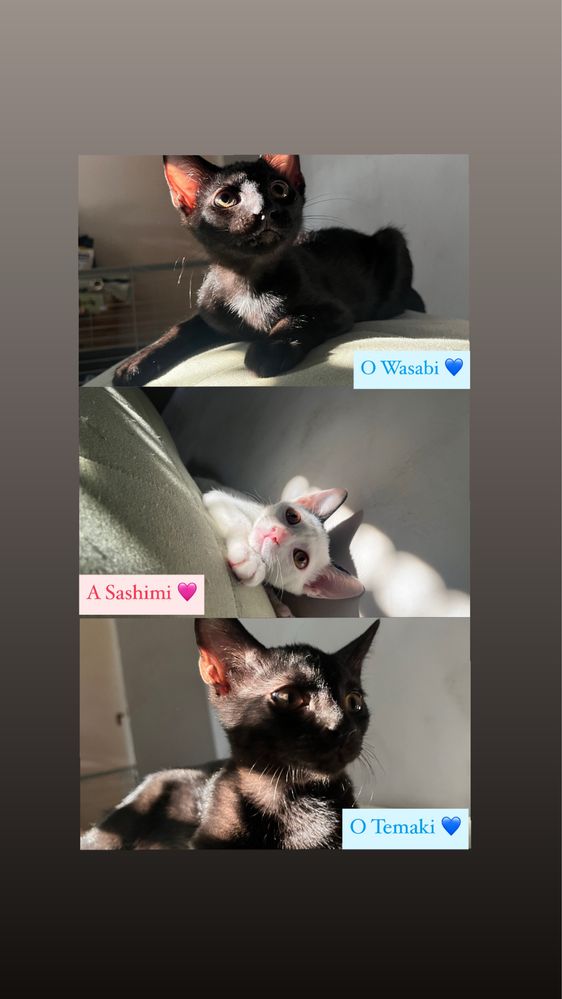 Gatinhos para adoção responsável!!