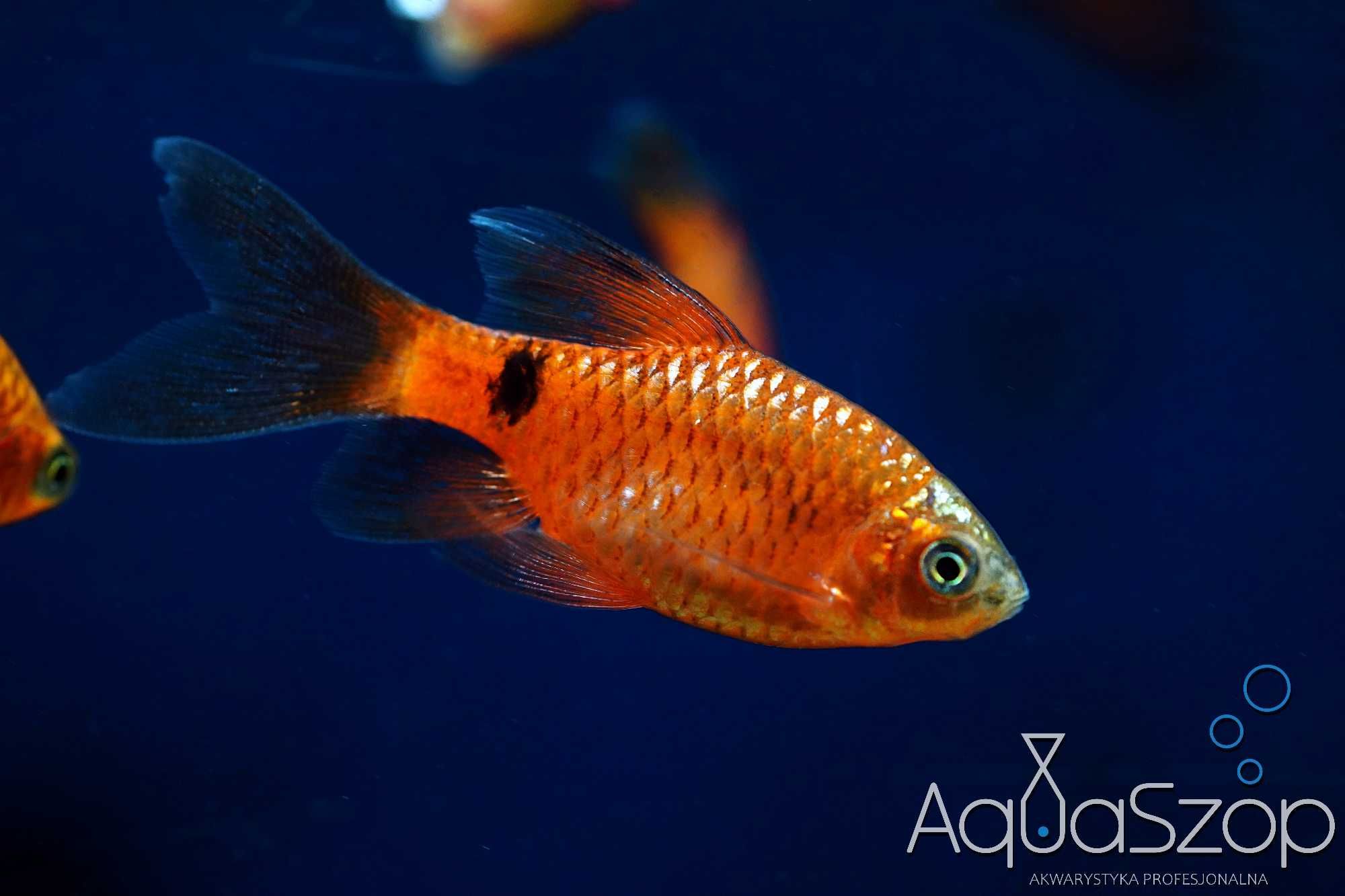 Brzanka różowa ( Pethia conchonius ) - Aquaszop