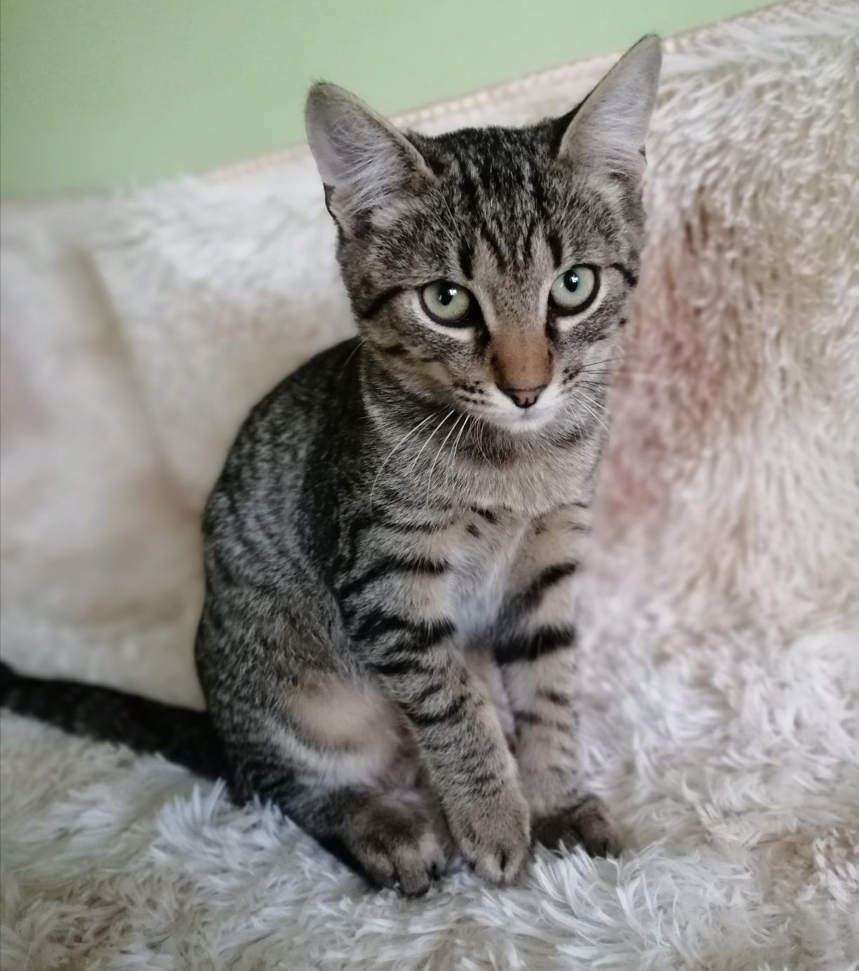 Котошпротик Чіп чекає саме Вас