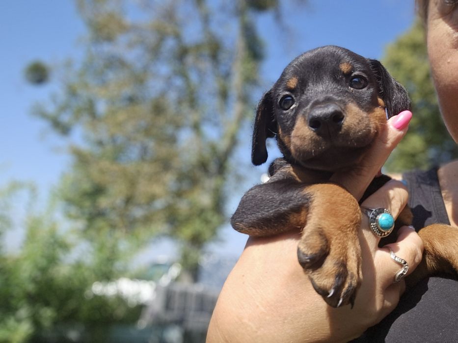 Doberman suczka Morgana