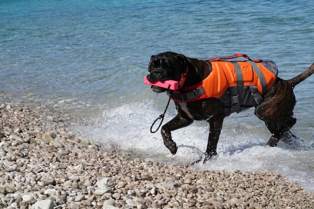 KAPOK dla psa do pływania kamizelka ratunkowa XXL