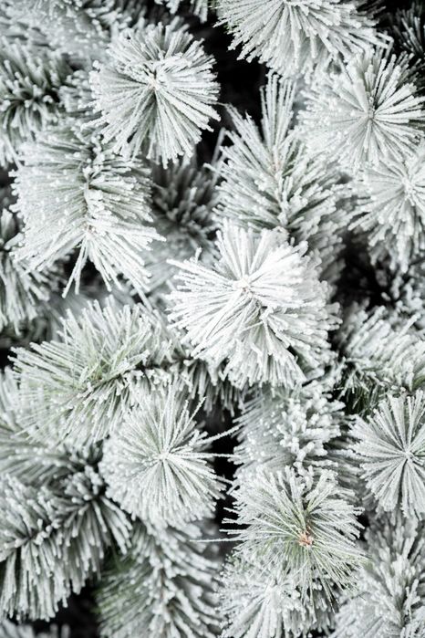 Сосна канадська засніженна 1,5