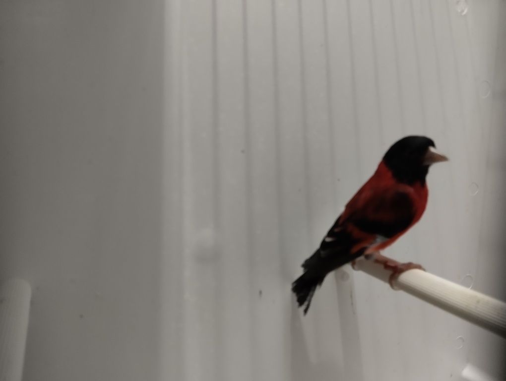 Cardinalito machos
