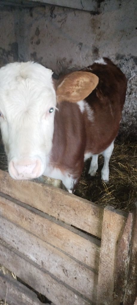 Byczki, jałowki  sprzedam do dalszego chowu