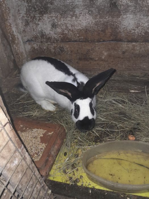 Порода німецький строкач.