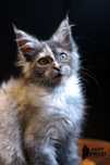 Yennefer - szylkretowa kotka Maine Coon - FPL