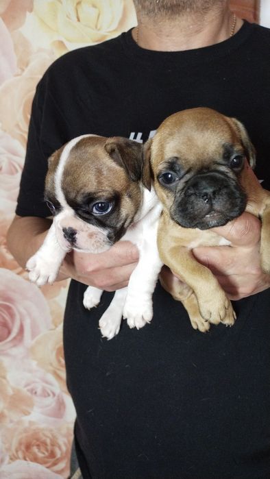 Шикарные французские малыши